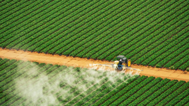 Best Termite Control Services  in Junction City, KY