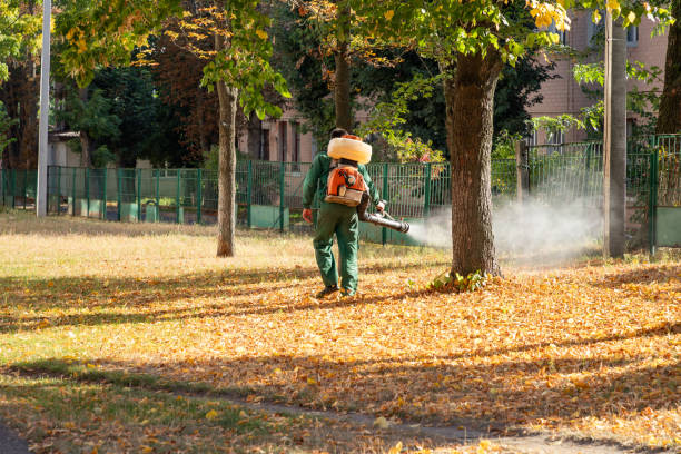 Best Flea Control Services  in Junction City, KY