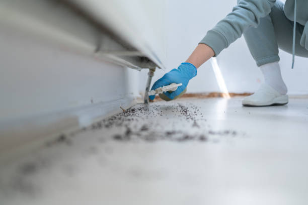 Best Affordable Pest Control Services  in Junction City, KY